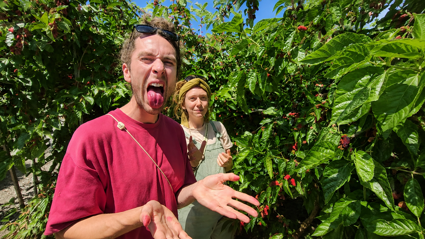 Guests laughing while picking ripe mulberries in the orchard