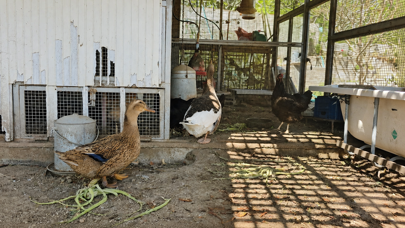 Ducks and hens in the farm's poultry coop