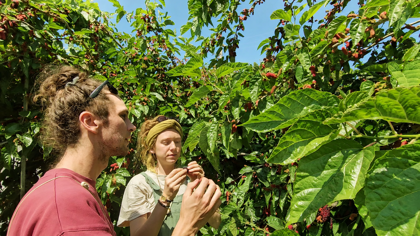 Guests examining freshly picked mulberries among the leaves
