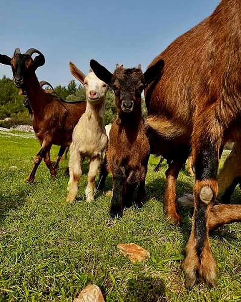 The alpine goats of Kalipso Farm