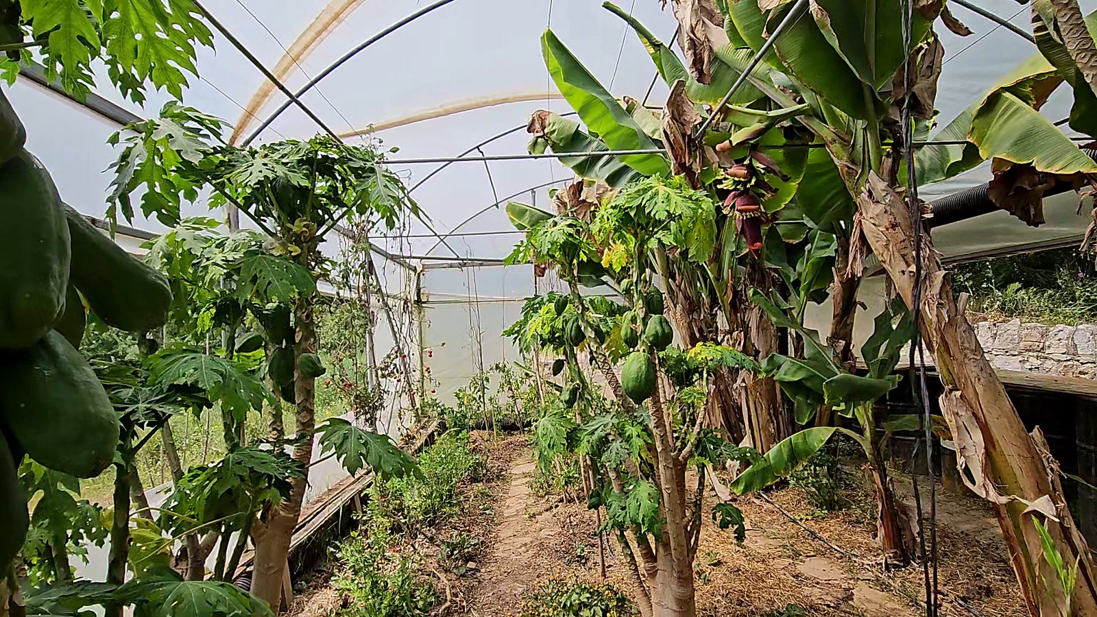 Inside the tropical greenhouse with banana and papaya trees