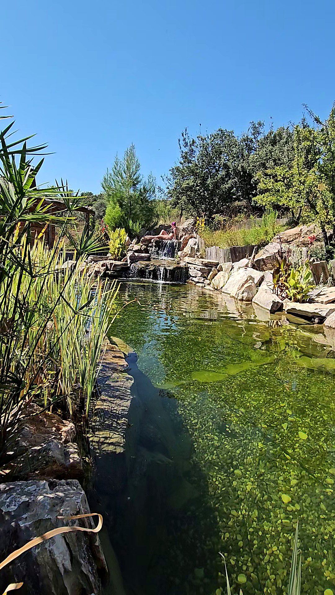 Natural stone swimming pool fed by a small waterfall, with a wooden gazebo